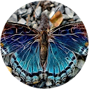 Bruno Lagarde profile picture